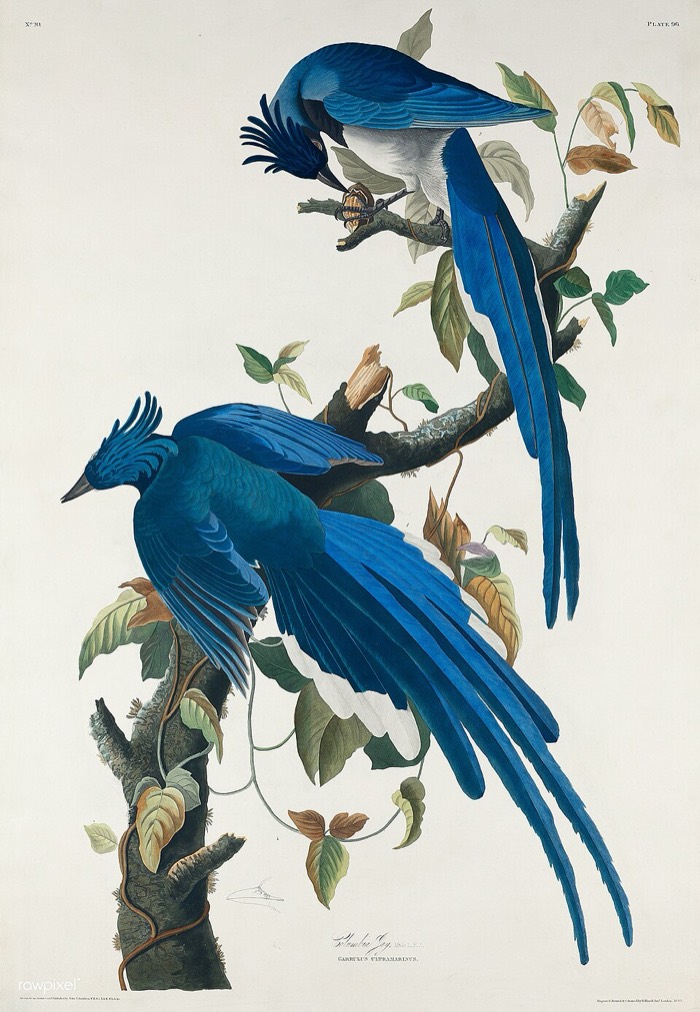 Audubon Columbia jay