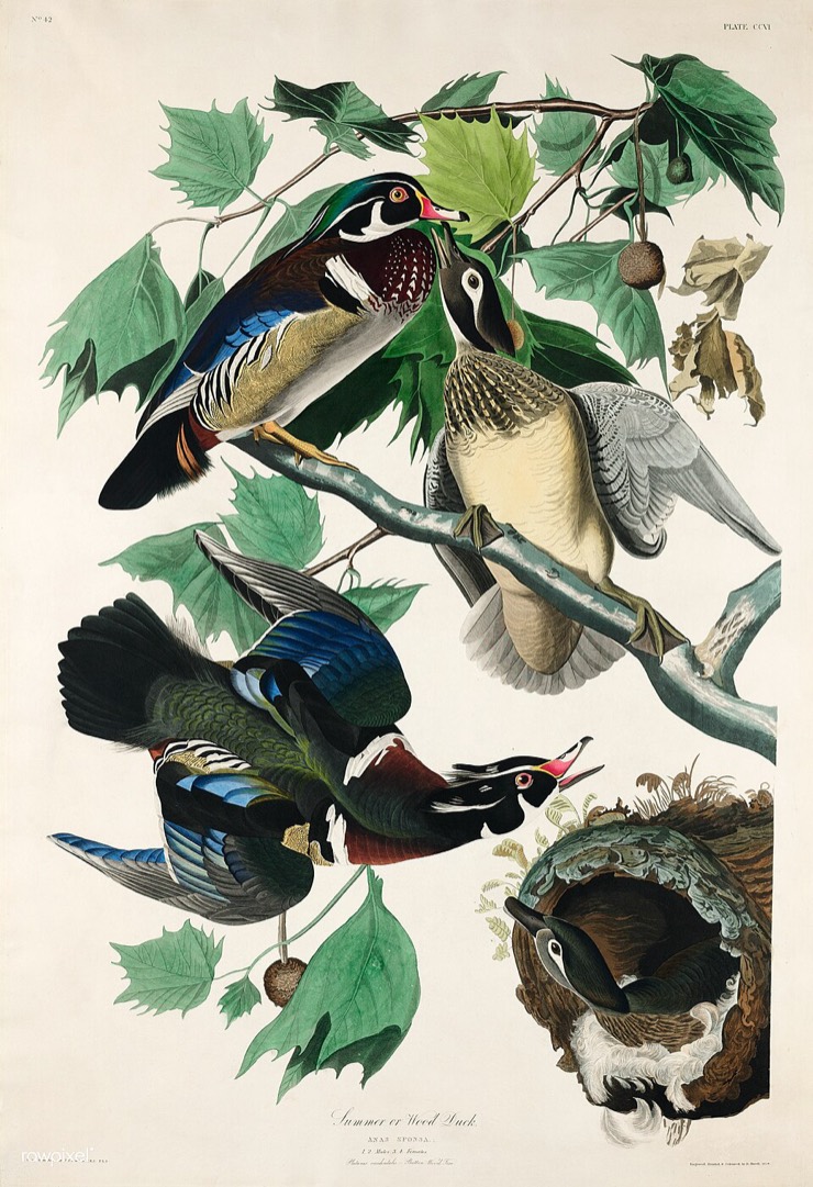 Audubon summer or wood duck