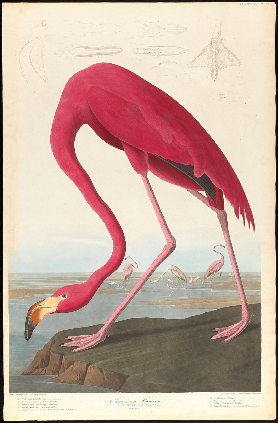 Audubon's American Flamingo