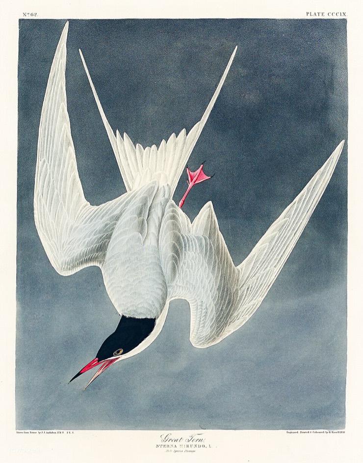 Audubon's Great Tern, diving