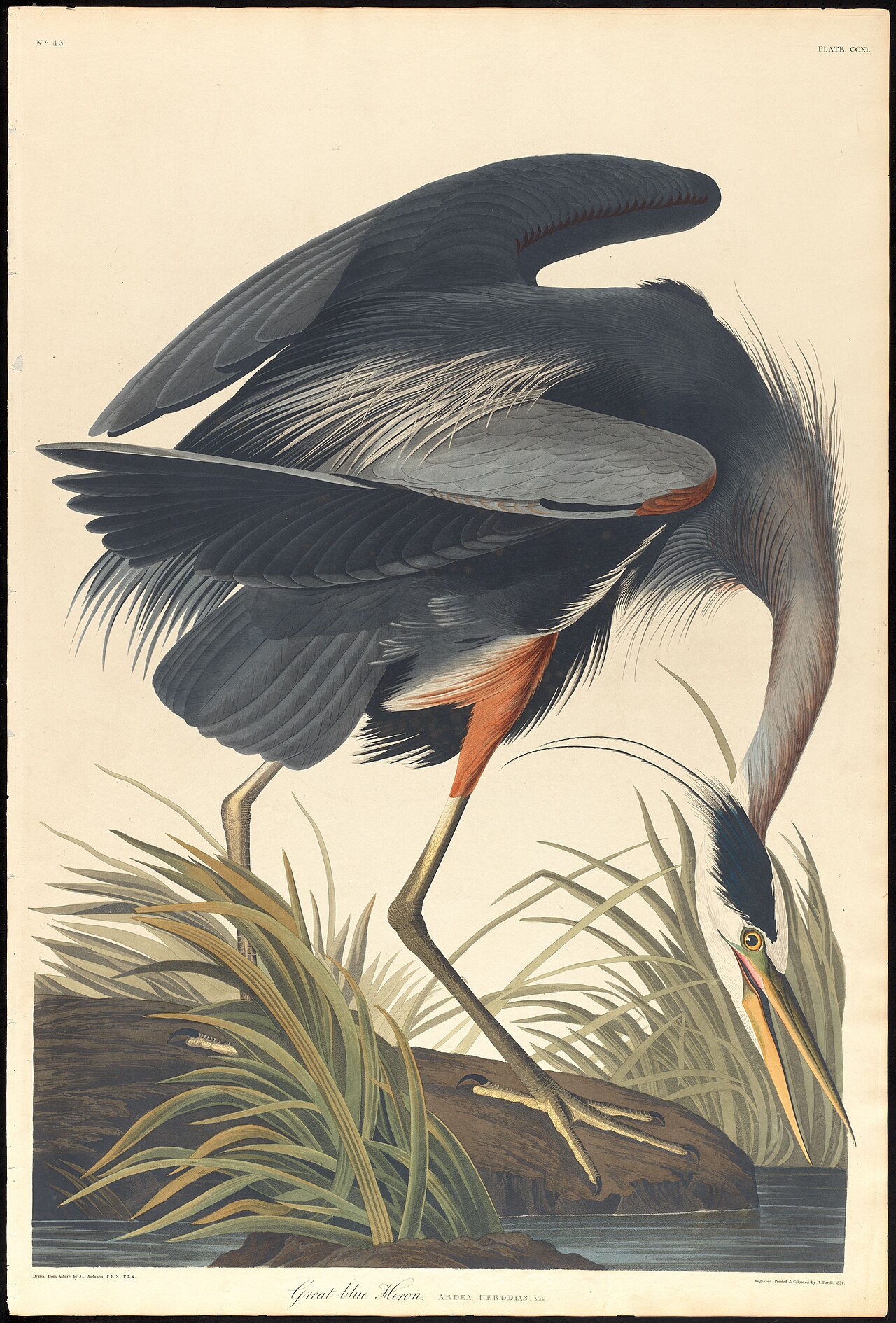 Audubon great blue heron