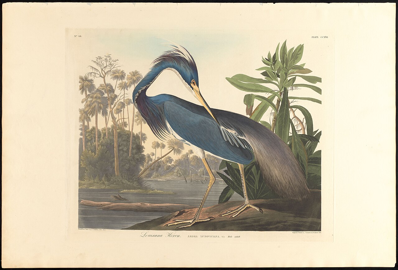 Audubon Louisiana heron
