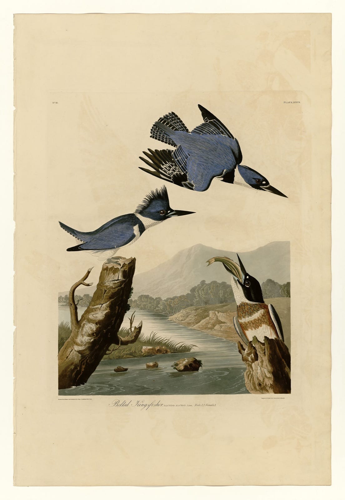 Audubon's Belted Kingfishers beside a river