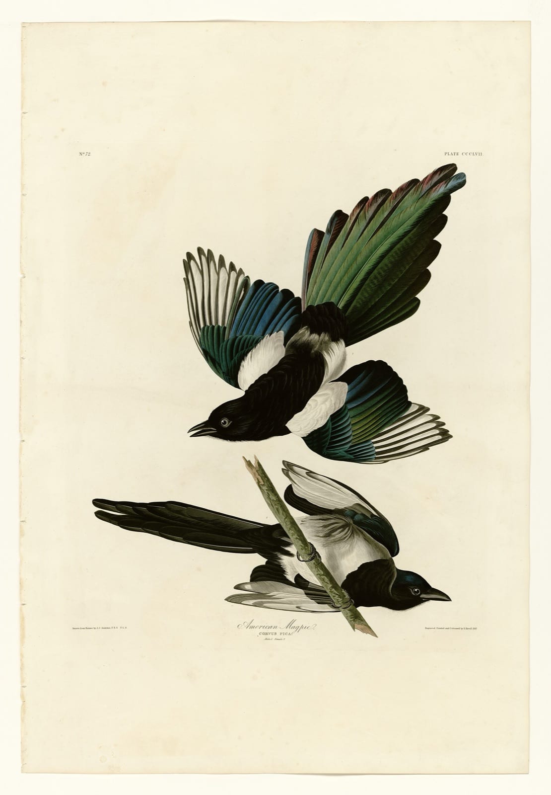 Audubon's American Magpies