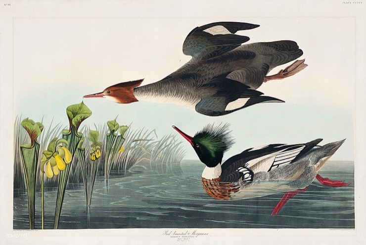 Audubon red-breasted merganser