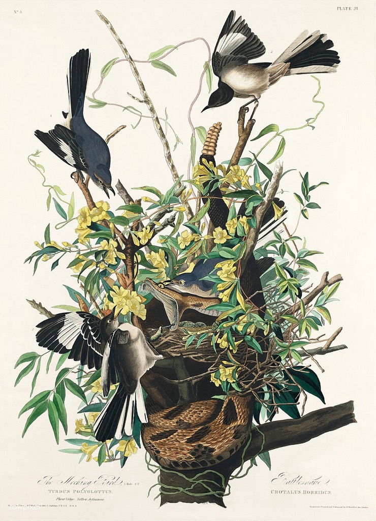 Audubon mocking bird