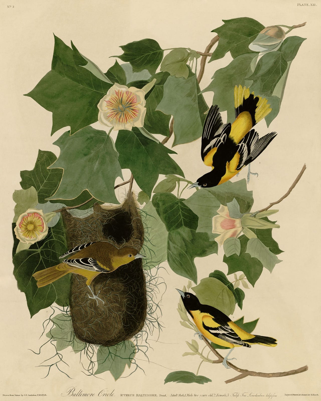 Audubon's Baltimore Orioles among tulip poplar leaves