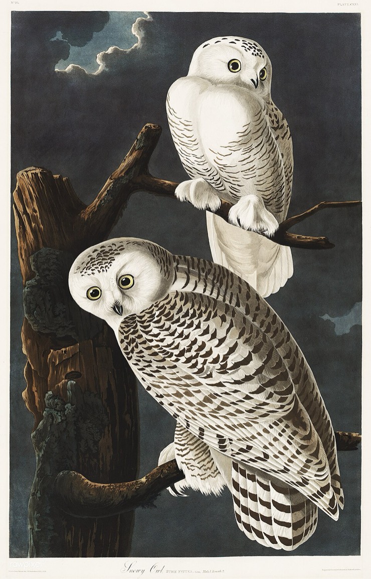 Audubon snowy owl
