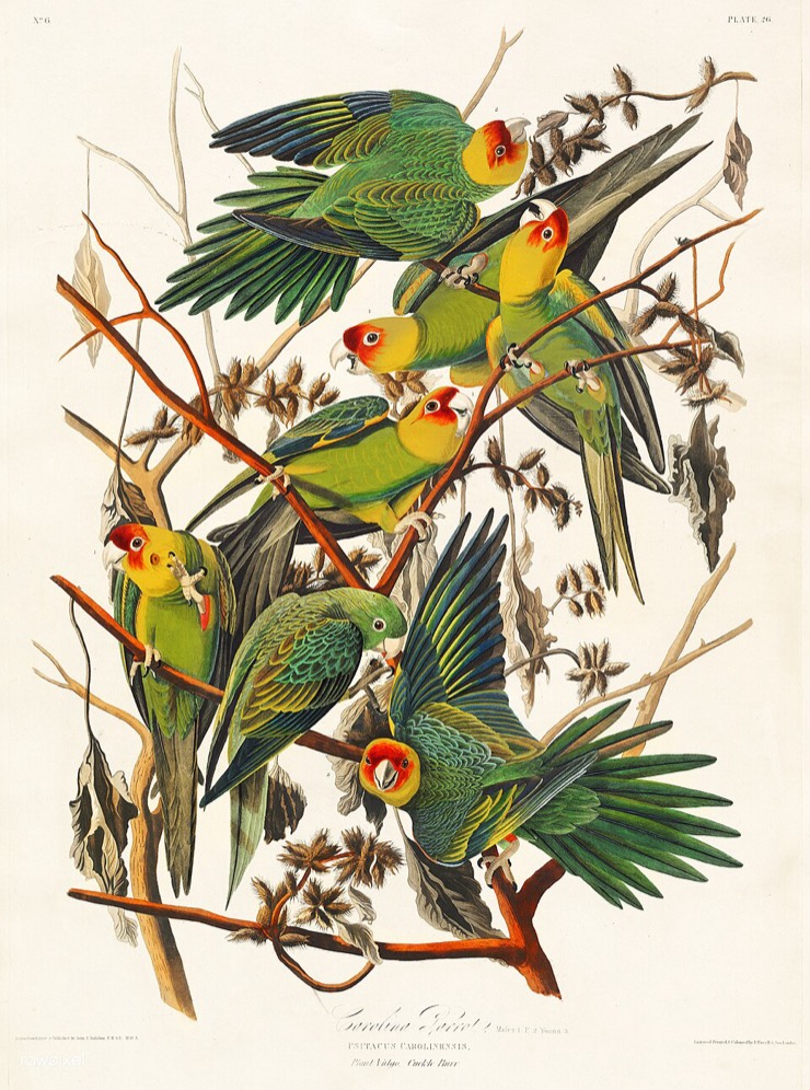 Audubon Carolina parrot