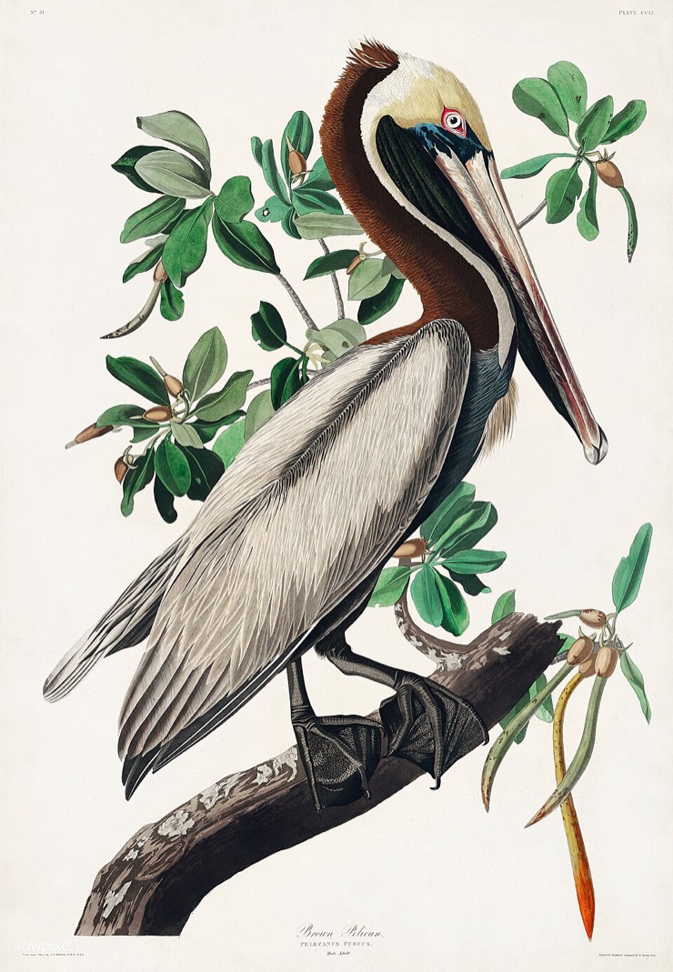 Audubon brown pelican