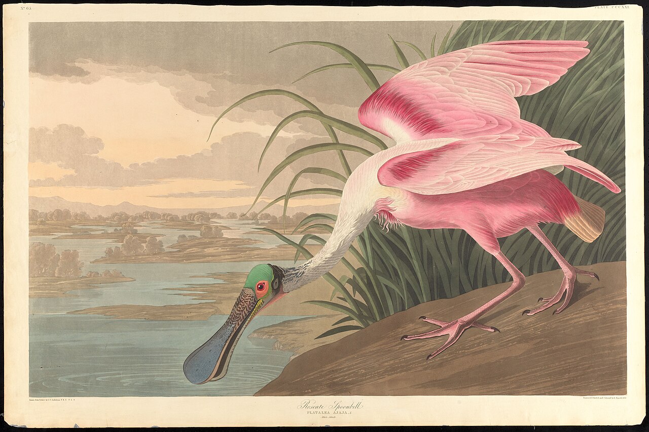 Audubon roseate spoonbill