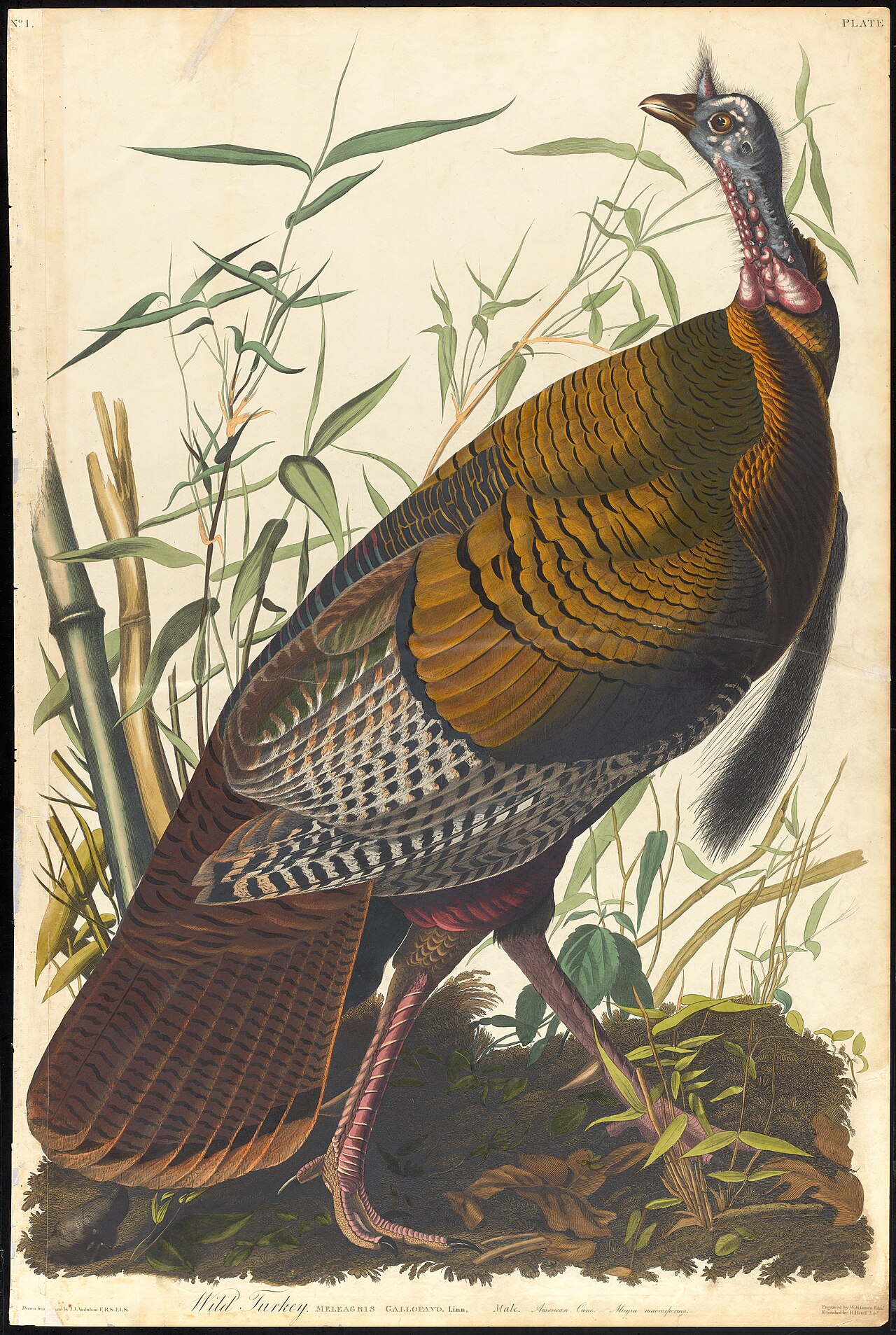 Audubon wild turkey