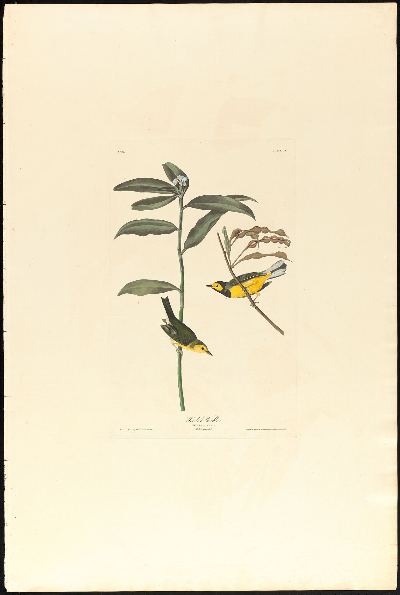 Audubon hooded warbler