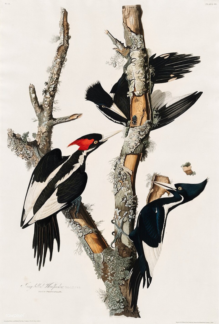 Audubon ivory-billed woodpecker