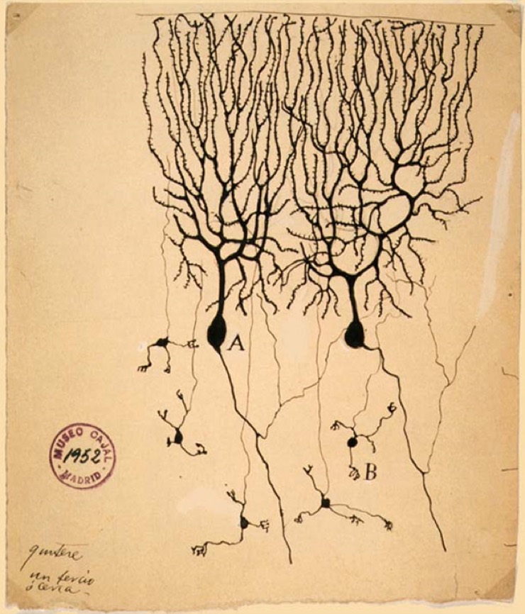 Ramón y Cajal's drawing of Purkinje cells