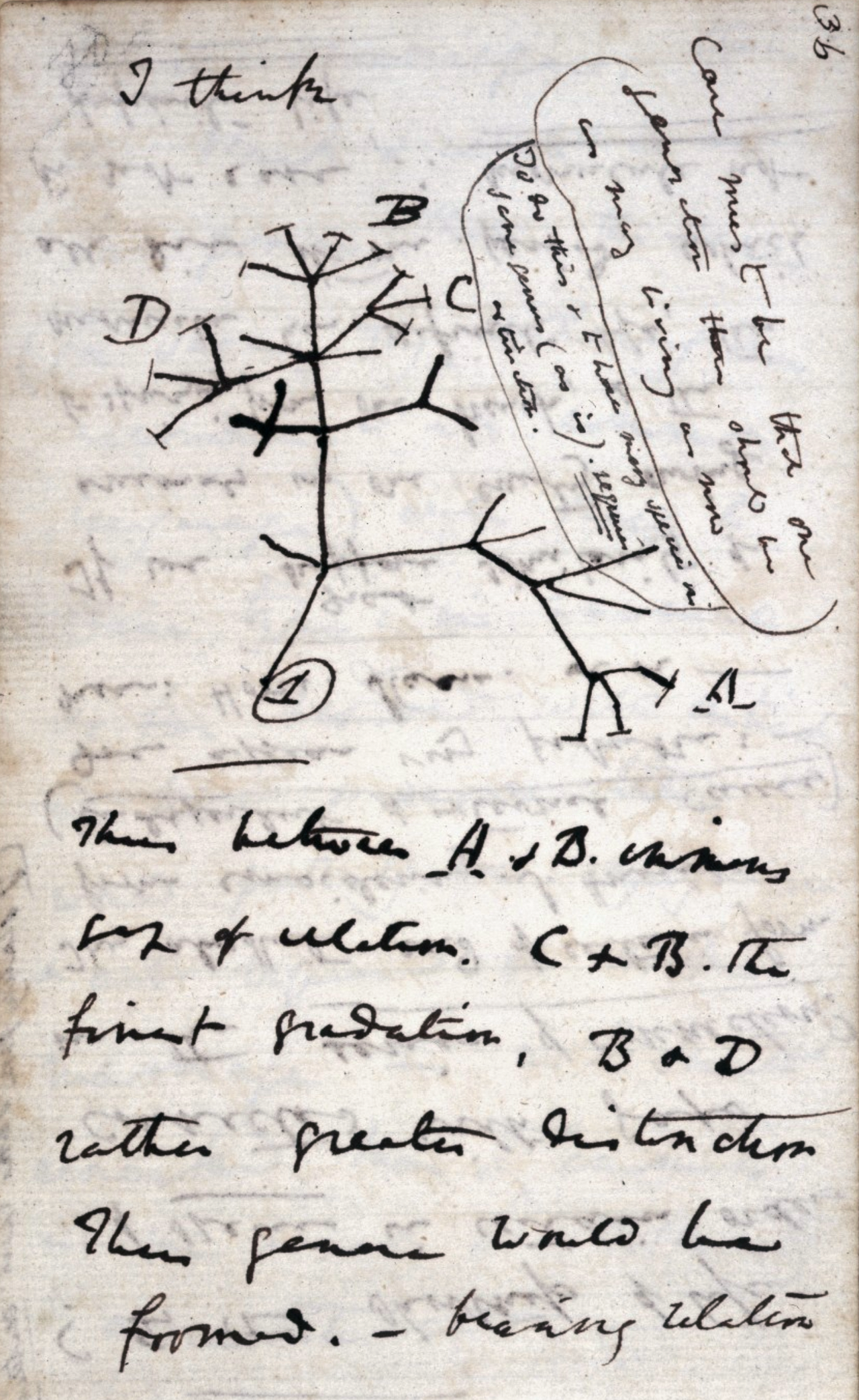 Darwin's 1837 tree-of-life notebook sketch