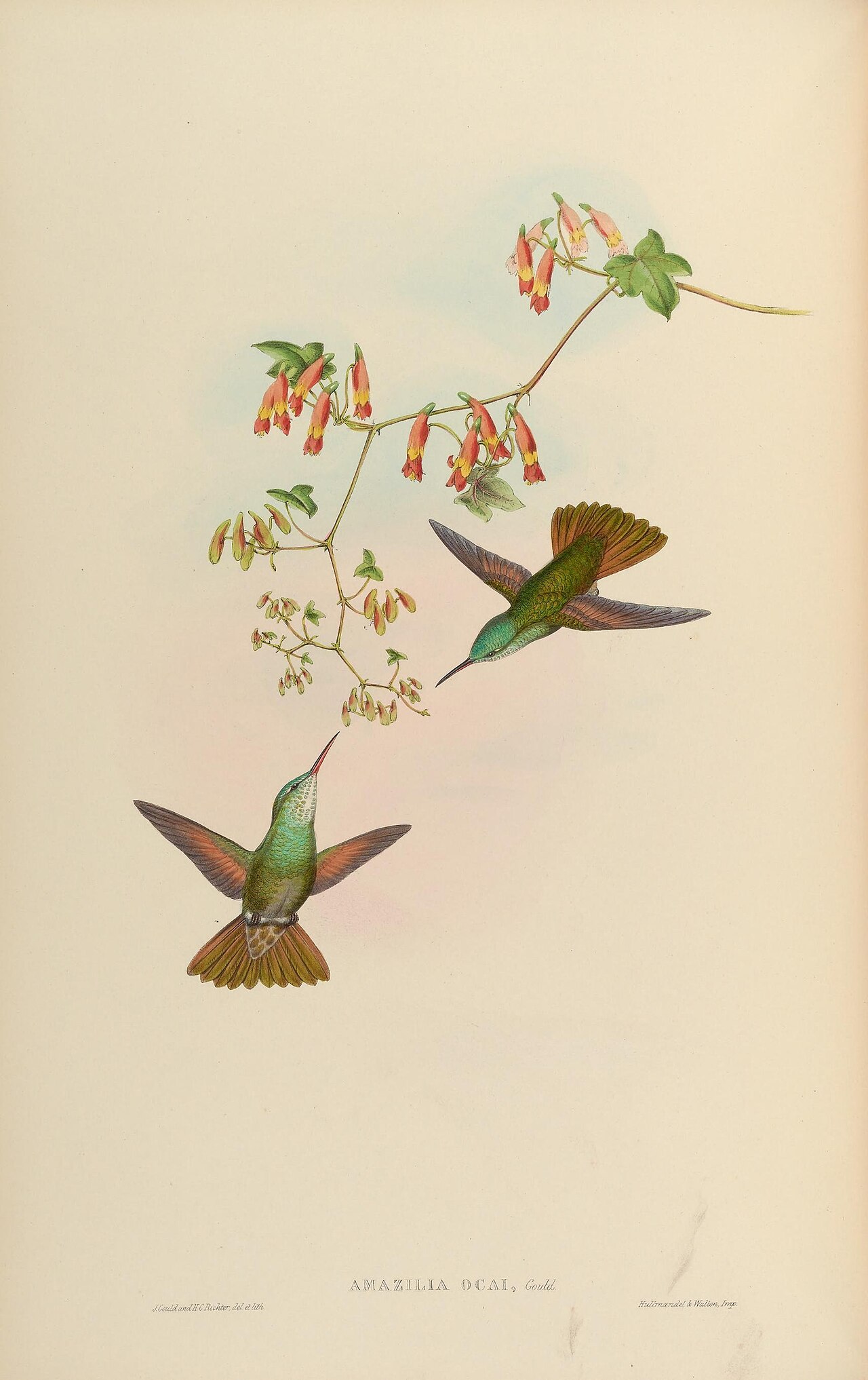 Gould hummingbird plate, 1861
