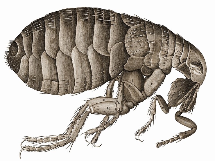 Robert Hooke's engraving of a flea, Micrographia