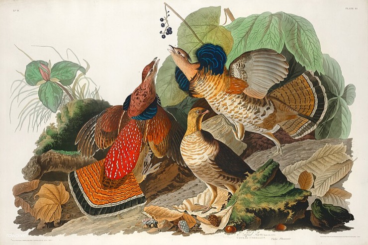 Audubon's Ruffed Grouse