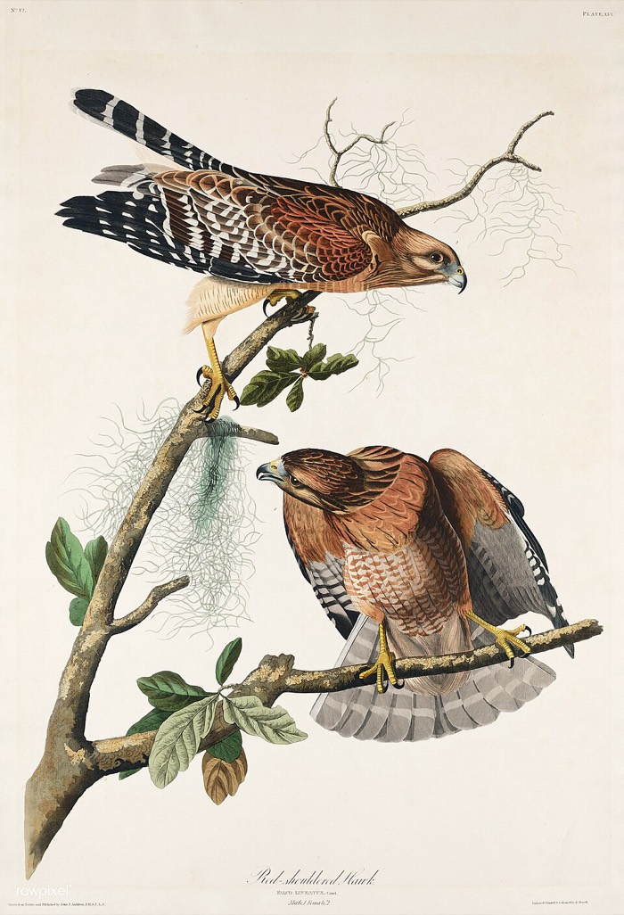 Audubon's Red-shouldered Hawk